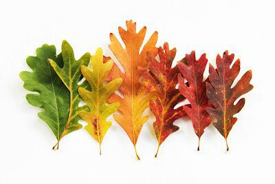 Jesienne liście – spostrzeganie położenia przedmiotów w&nbsp;przestrzeni