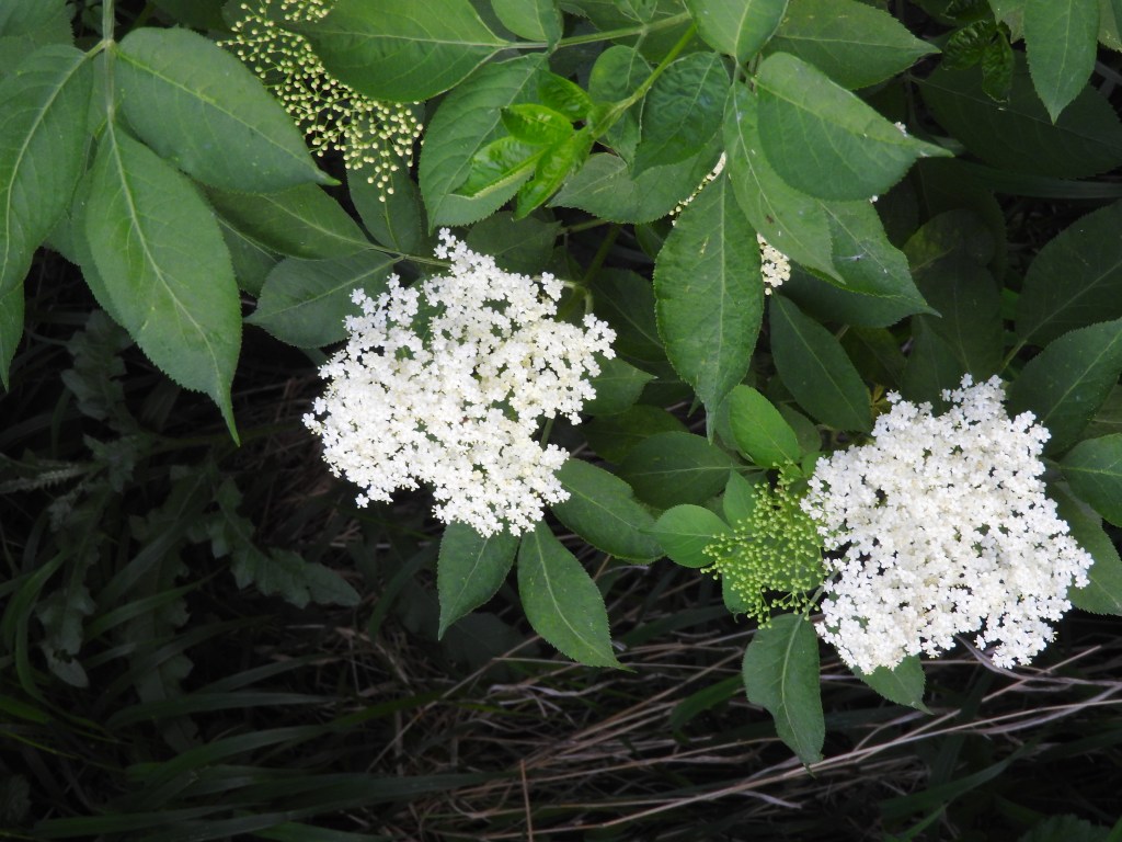 Czarny bez – pomoc w&nbsp;przeziębieniu