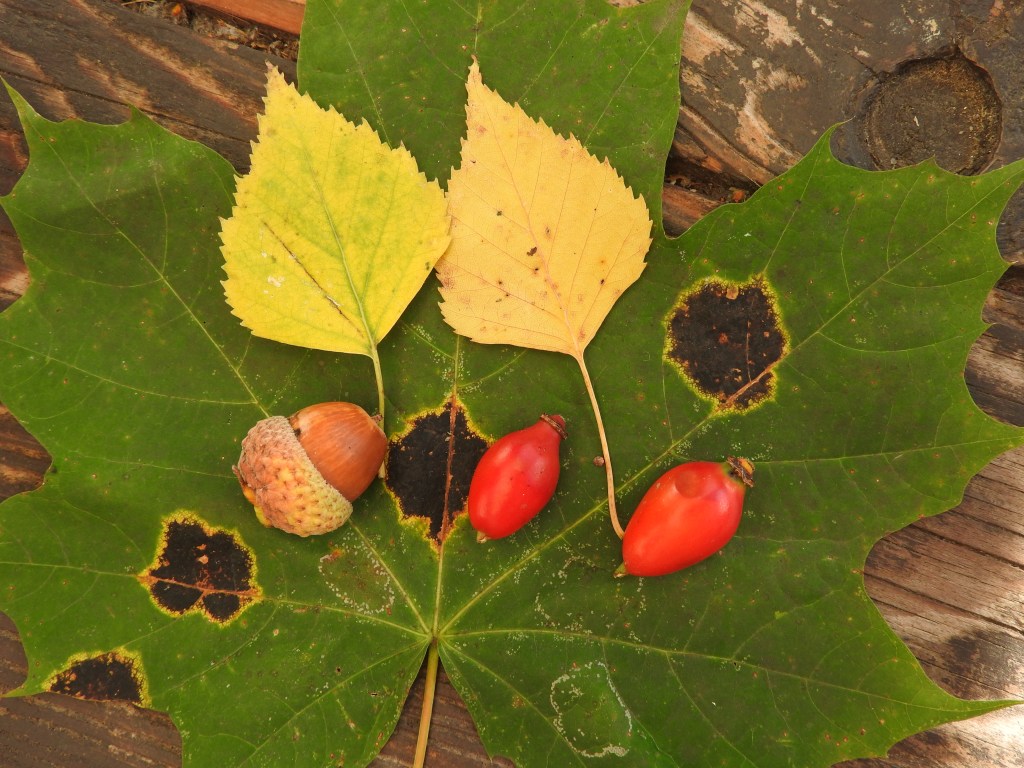 Scenariusz – Świat w barwach jesieni – edukacja plastyczna dla uczniów kl.&nbsp;I