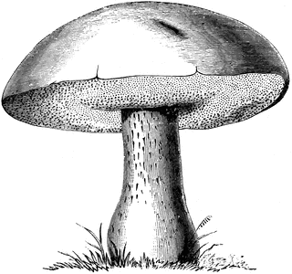 Podgrzybek – arkusz pracy dla uczniów z trudnościami z&nbsp;uwagą