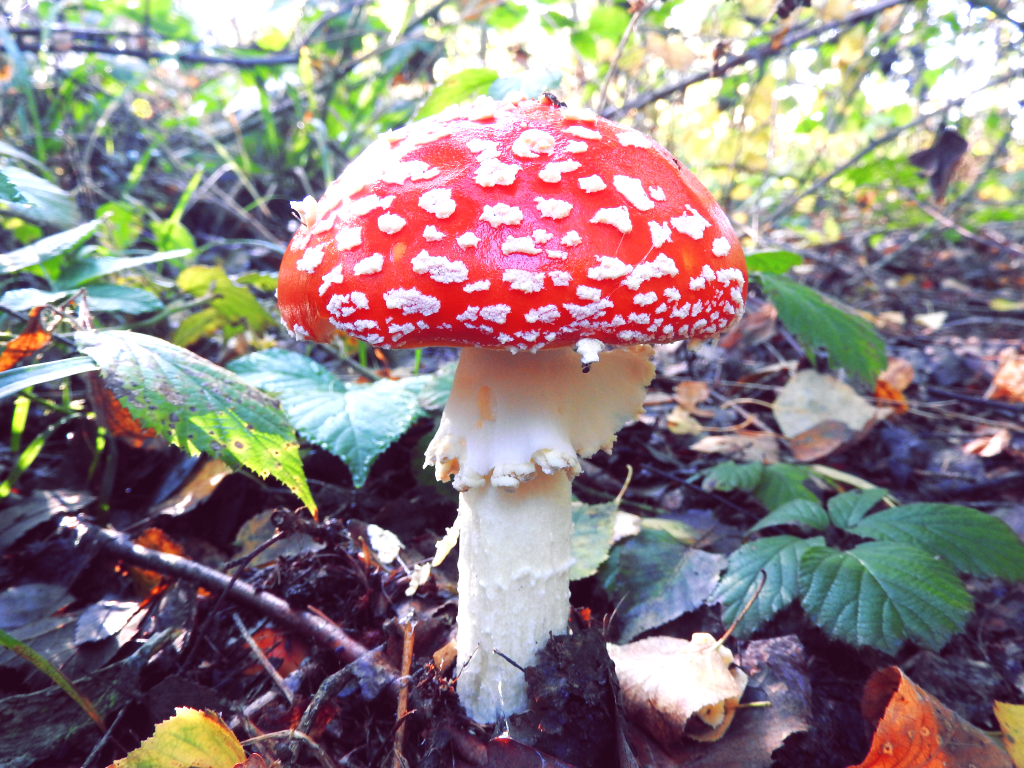 Dary lasu – scenariusze zajęć na Dzień&nbsp;Lasu