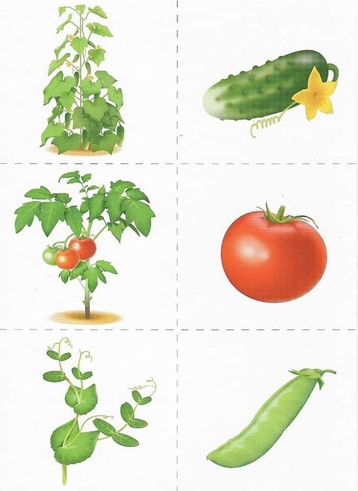 Karty drzewo, roślina – owoc –  motywujące do&nbsp;komunikacji