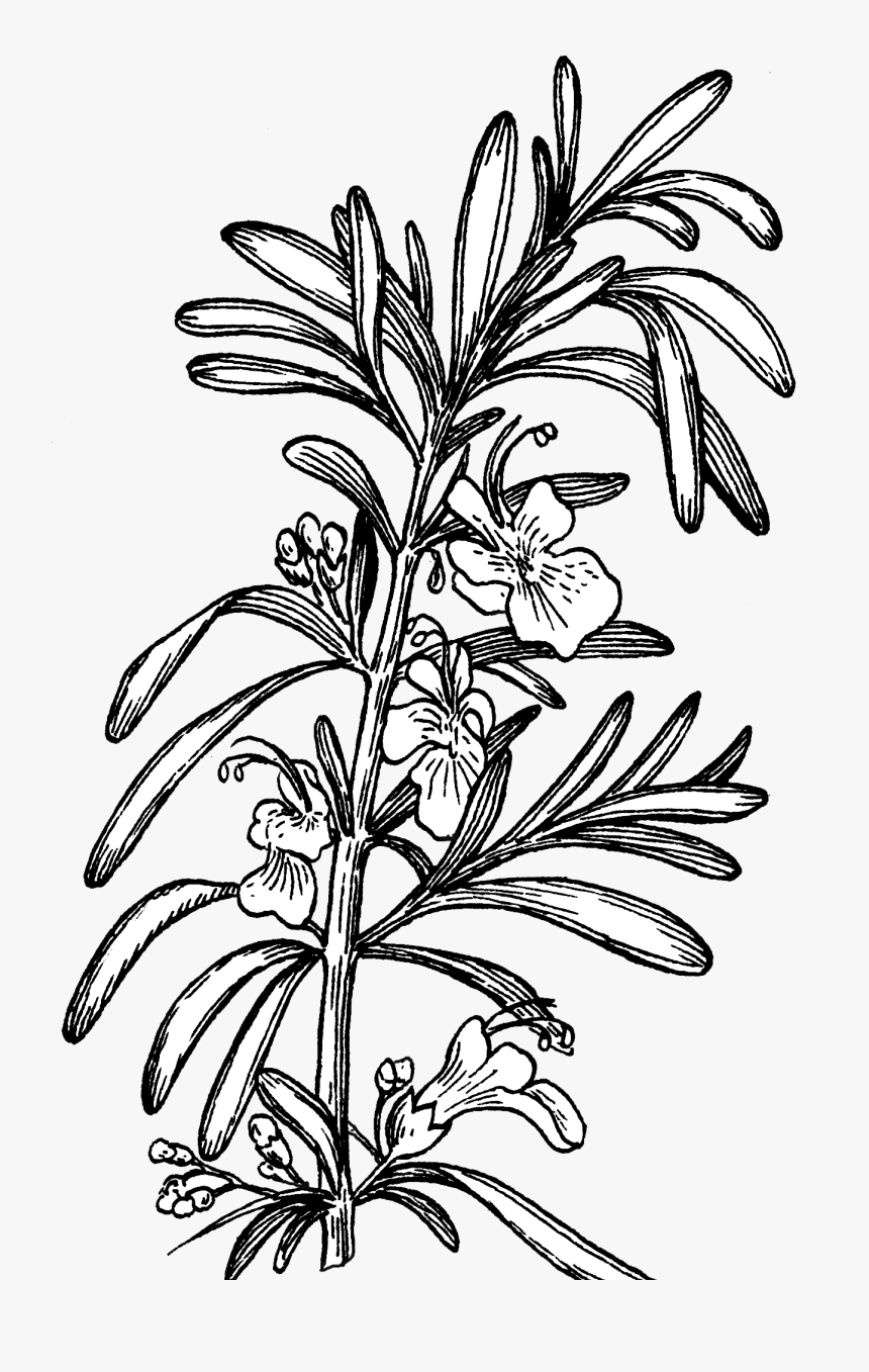 Rozmaryn – arkusz pracy dla ucznia ze spektrum&nbsp;autyzmu