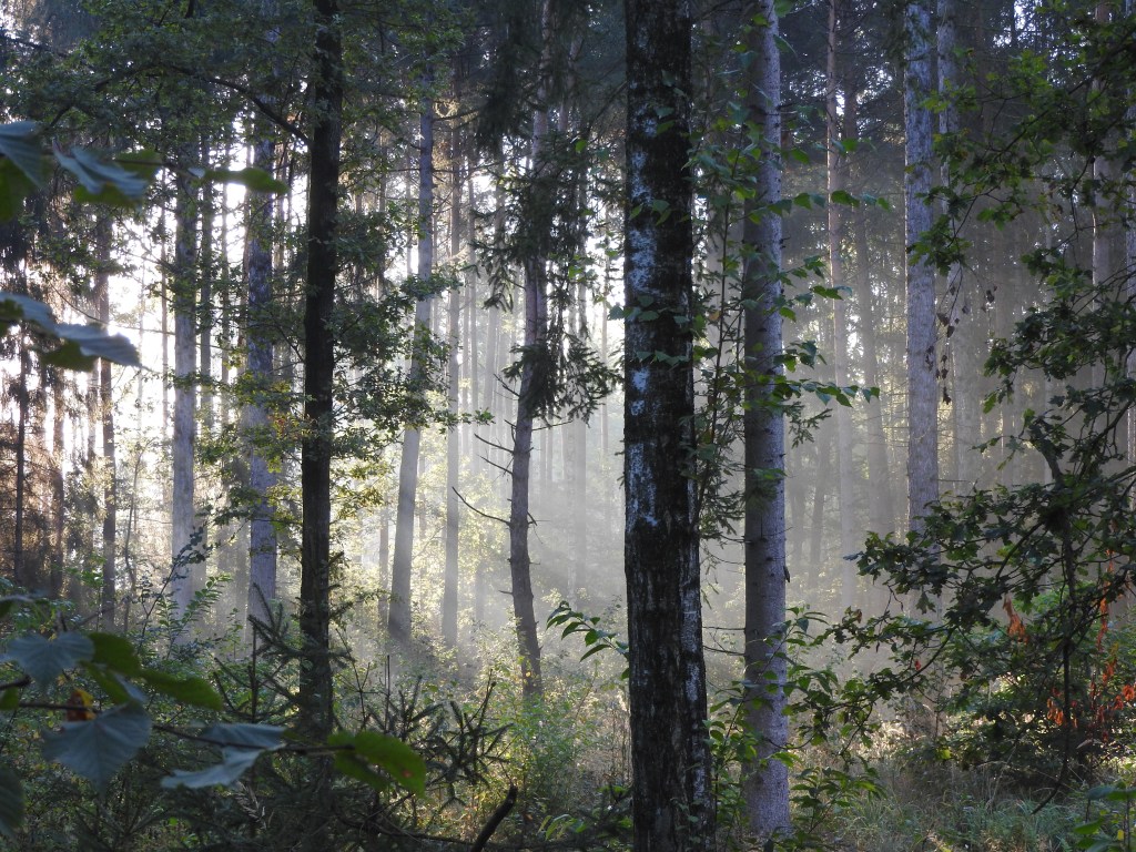 Zajęcia terapeutyczne z wykorzystaniem drzew i kąpieli leśnych dla&nbsp;uczniów