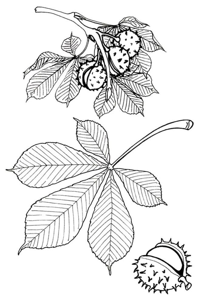 Kasztany i liście&nbsp;kasztanowca